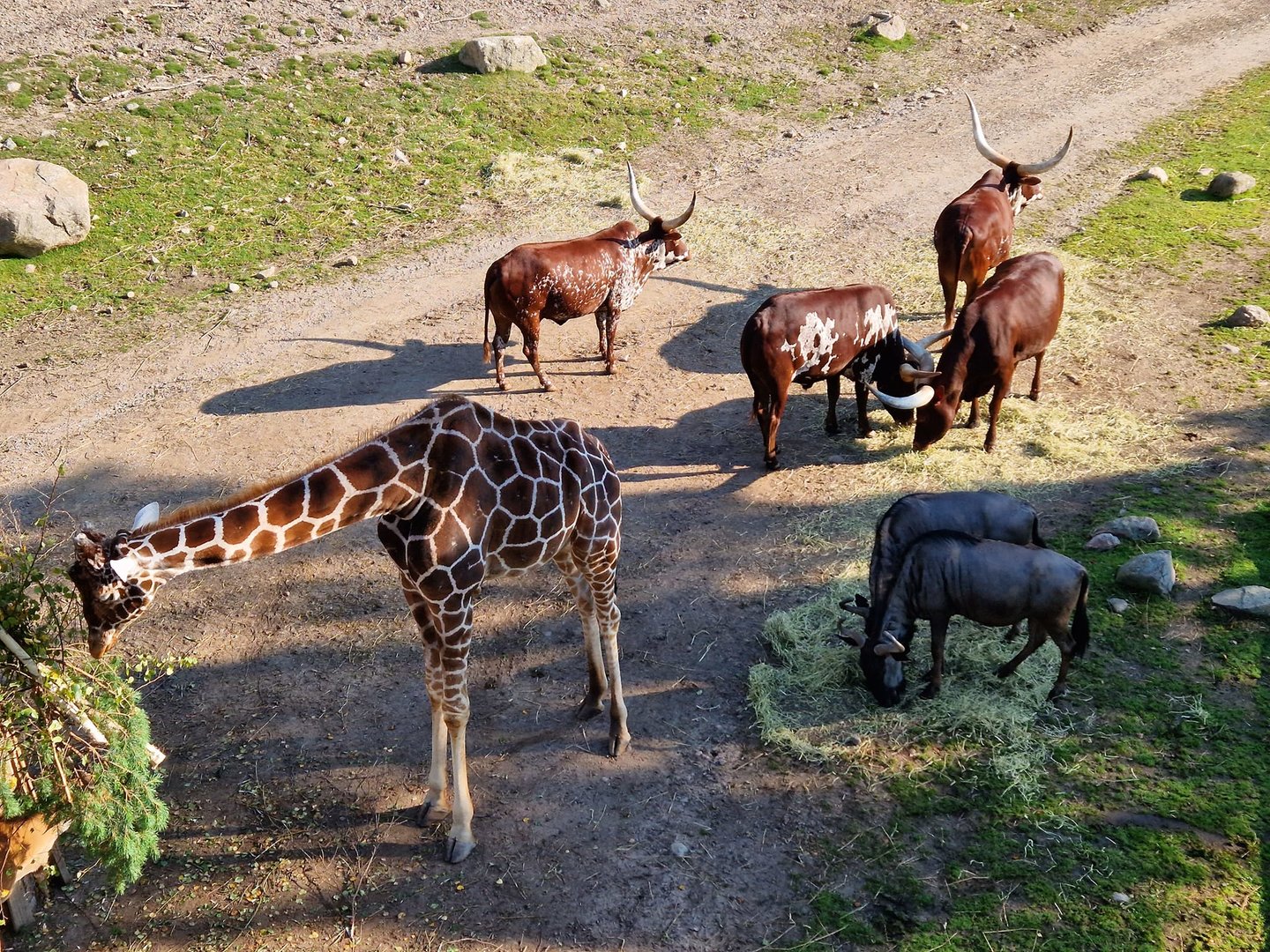 Blue Wildebeest, Reticulated Giraffes, Ankole Cattle, Safari Ride