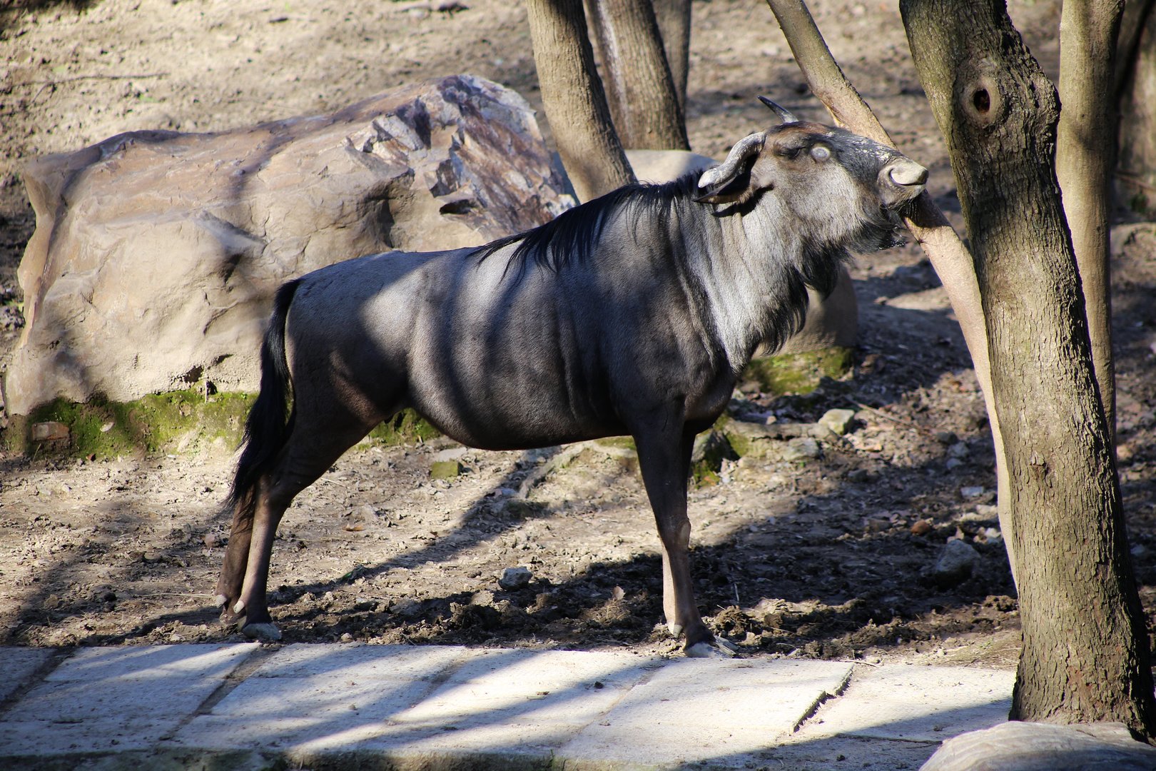 Blue Wildebeest Scratching