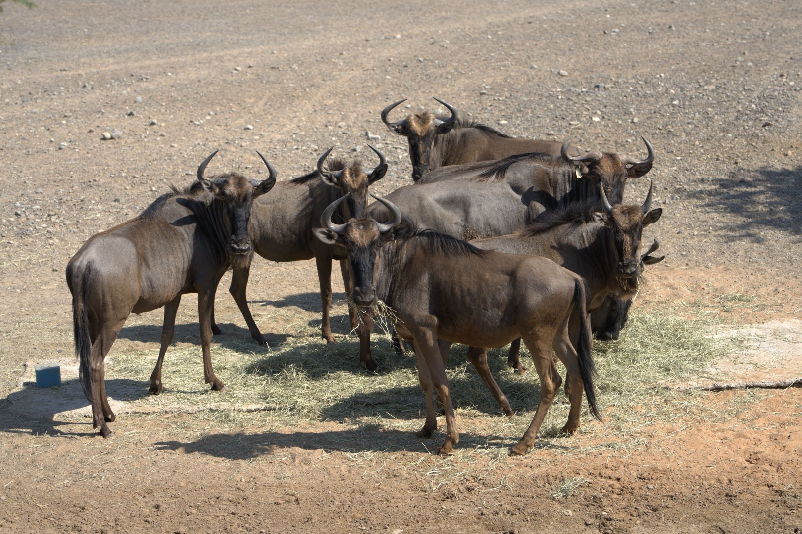 Blue Wildebeest, Serengeti