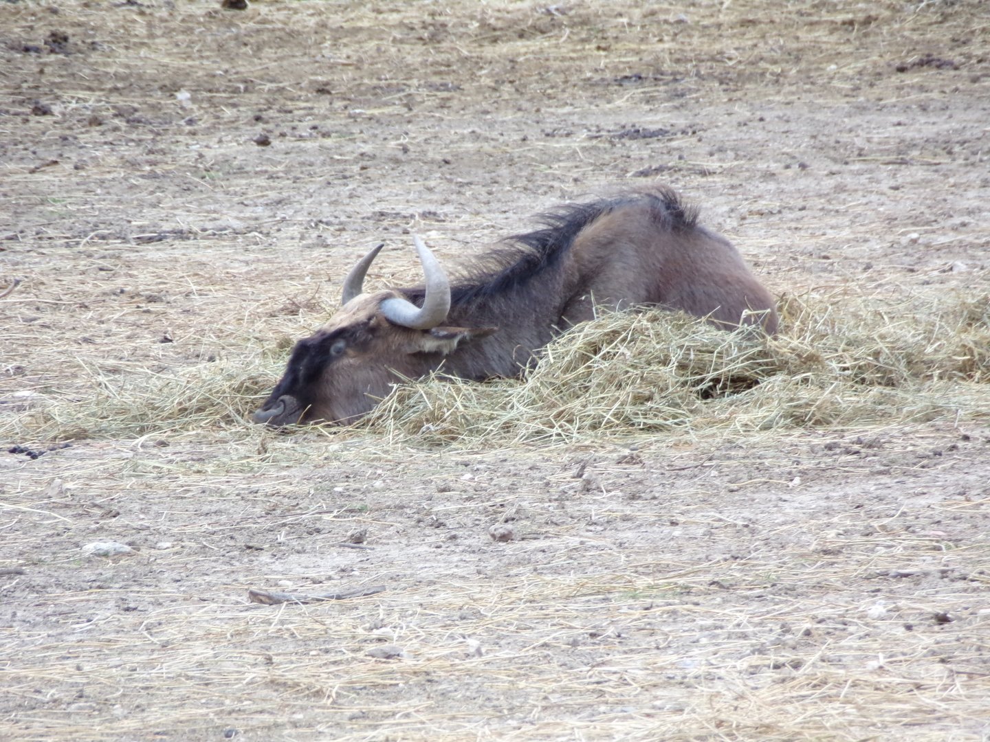 Blue Wildebeest sleeping - Réserve Africaine de Sigean (2024)
