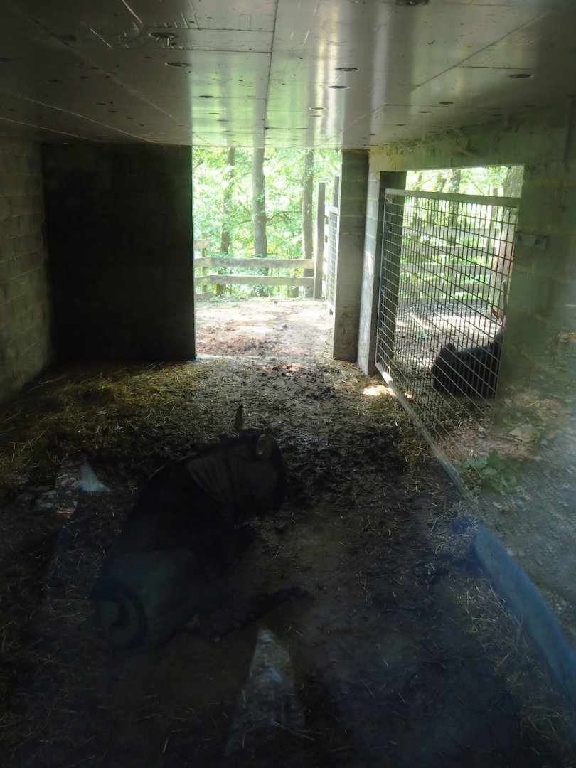 Blue wildebeest stall, 2023-06-24