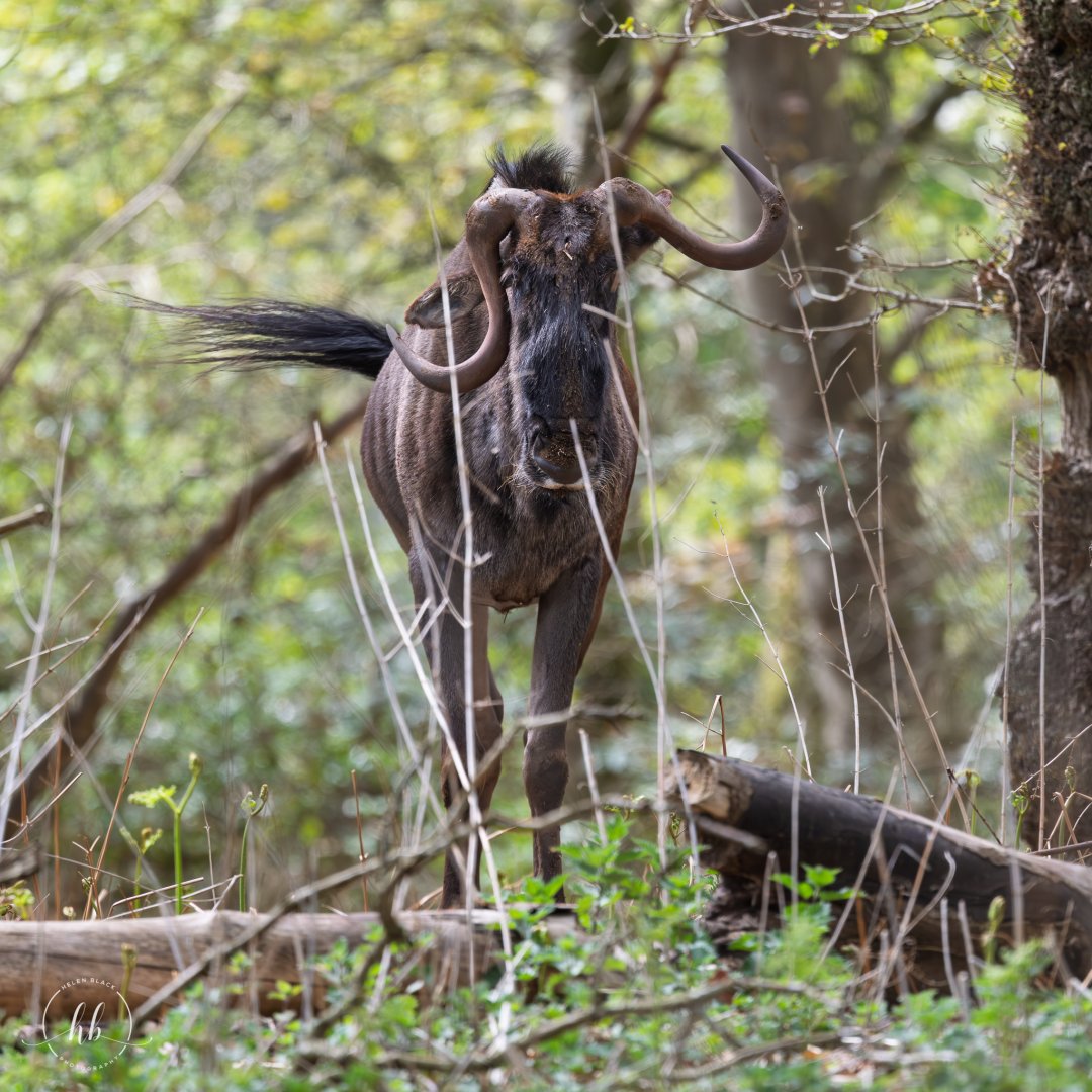 Blue Wildebeest (William)  / Watatunga / 16-4-25
