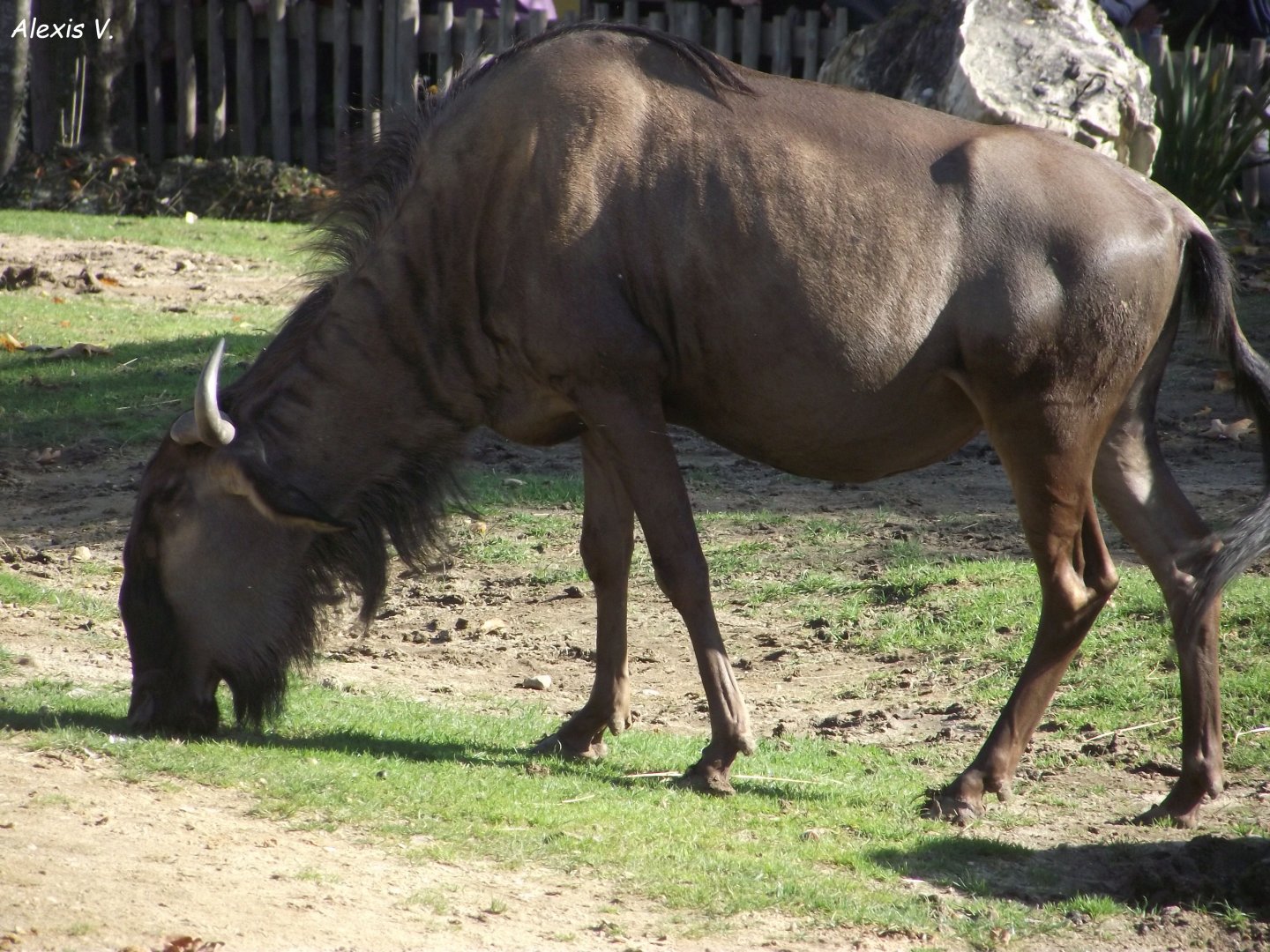 Blue Wildebeest - Zooparc de Beauval - 10/2021