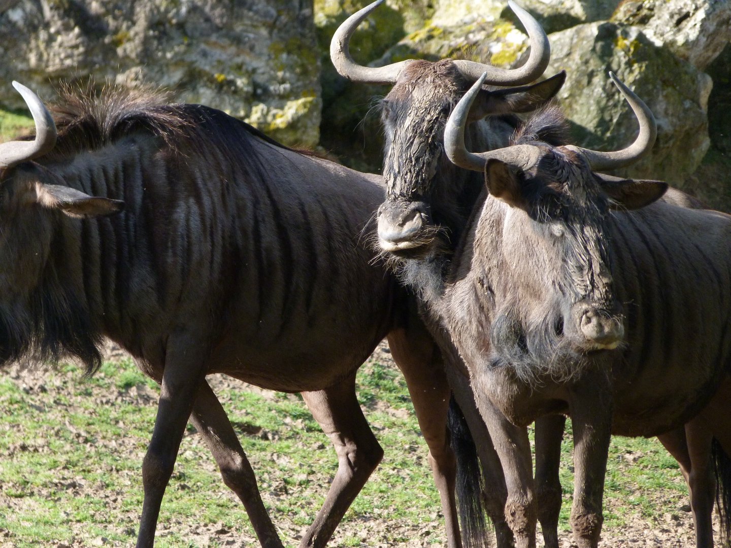 Blue wildebeest -ZooParc de Beauval (2025)