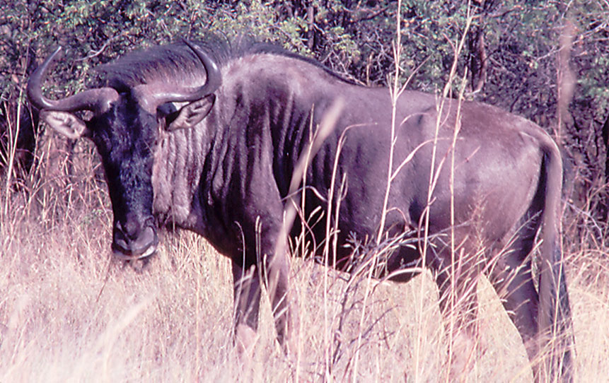 Blue Wildebeest