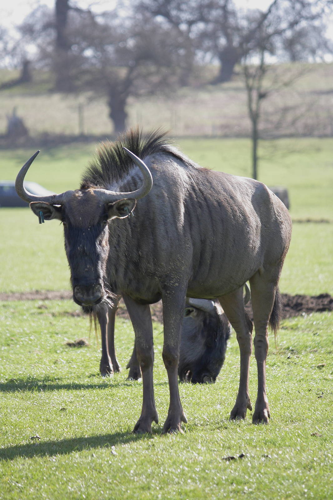 Blue wildebeest