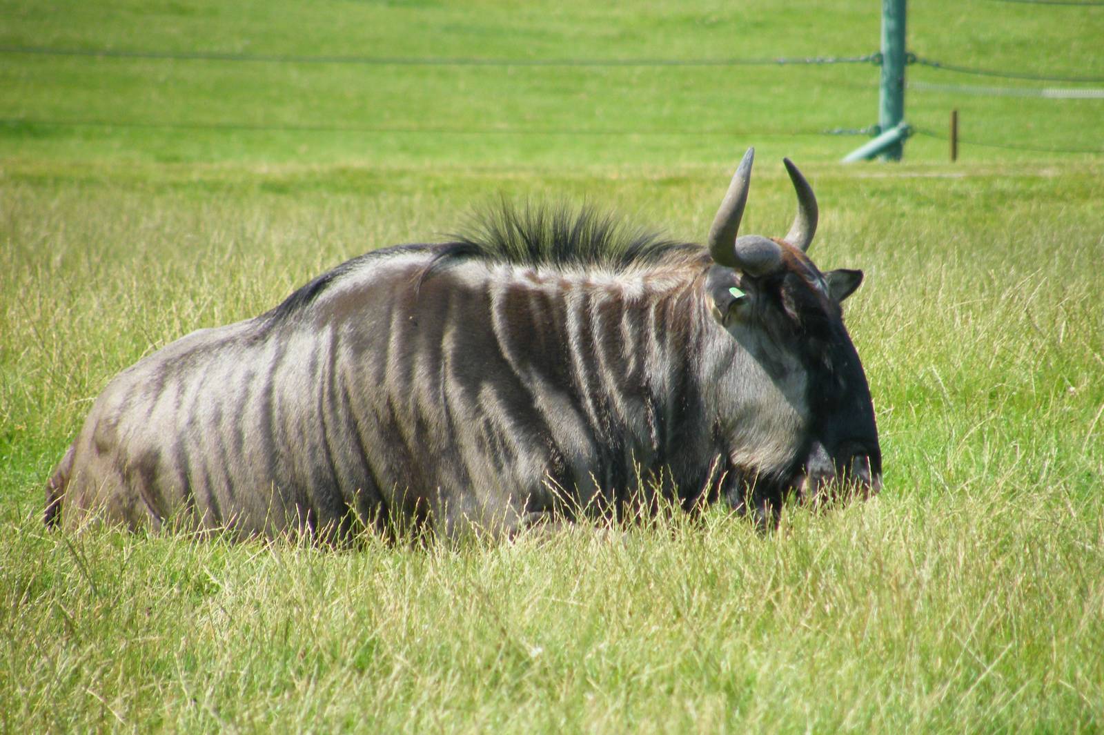 Blue Wildebeest