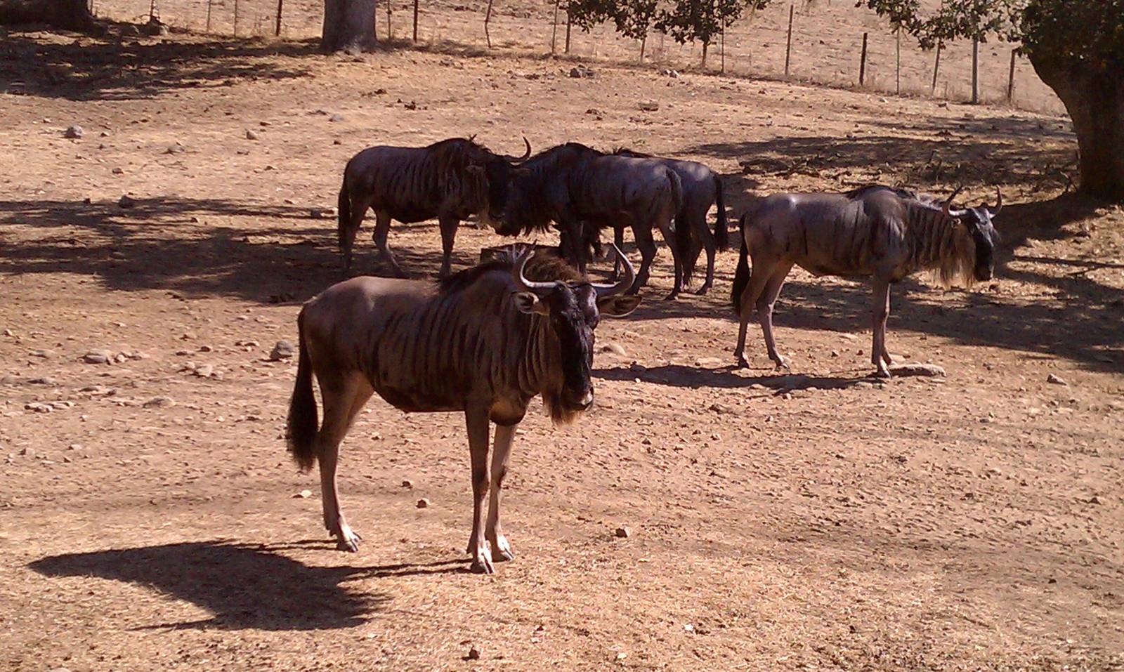 Blue Wildebeest