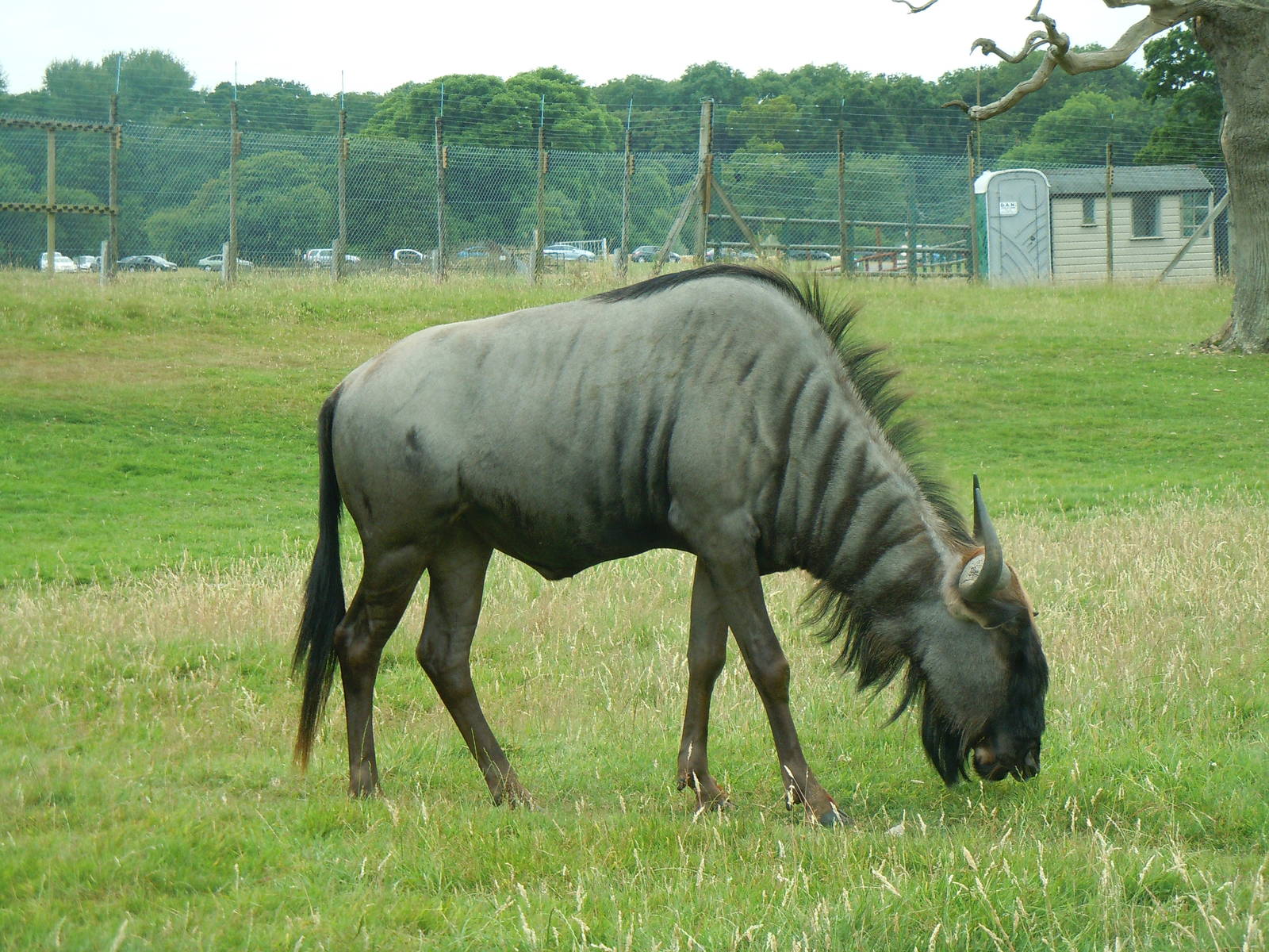 Blue Wildebeest