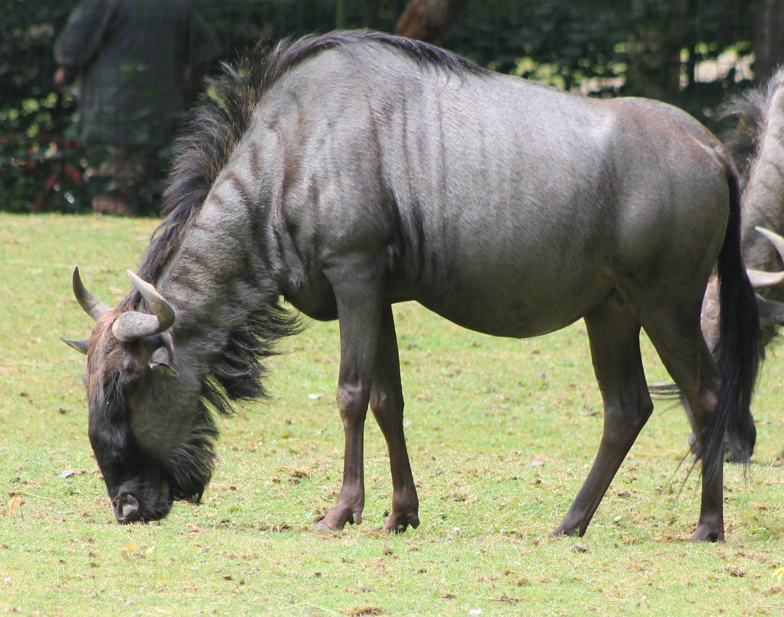 Blue wildebeest