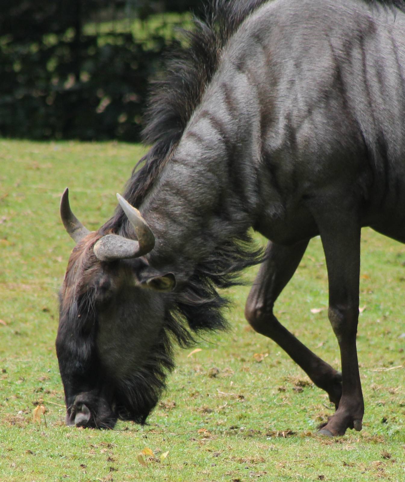 Blue wildebeest