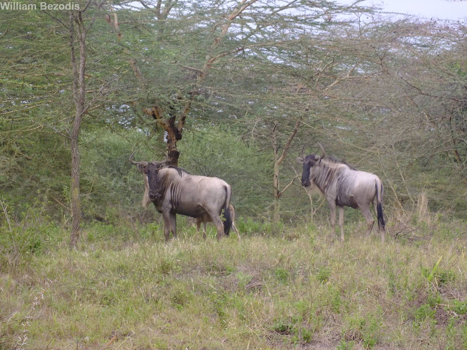 Blue Wildebeest