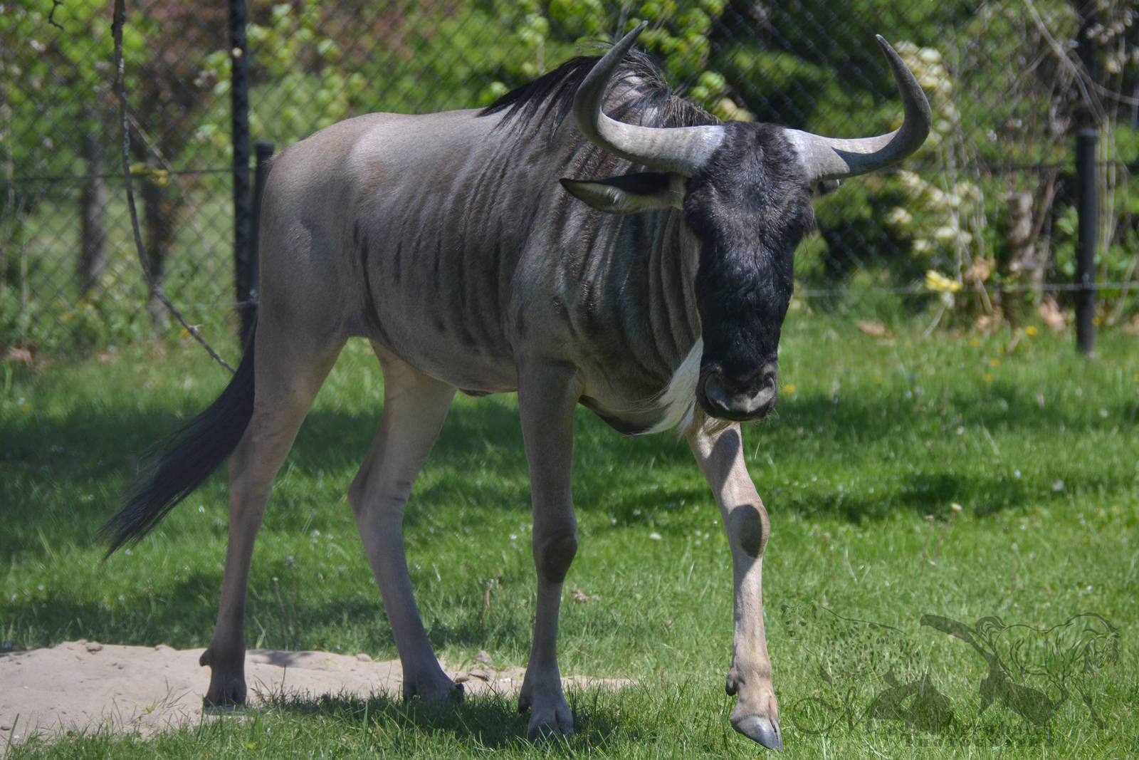 Blue wildebeest