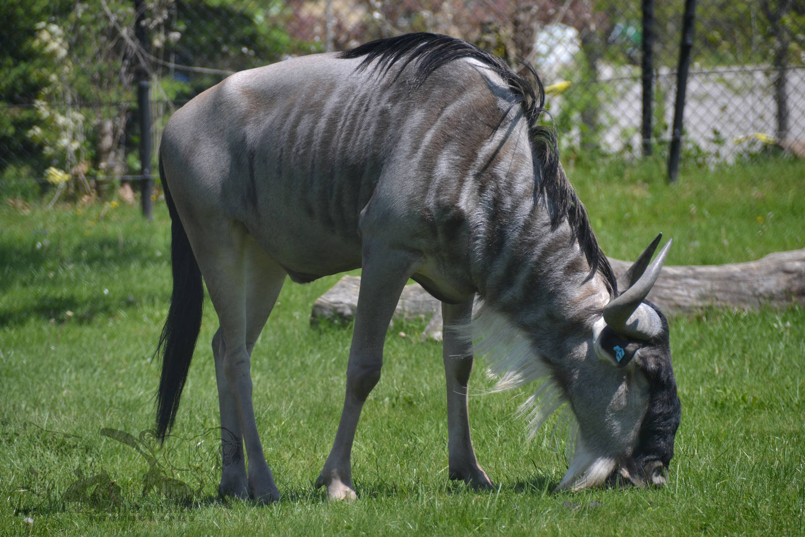 Blue wildebeest