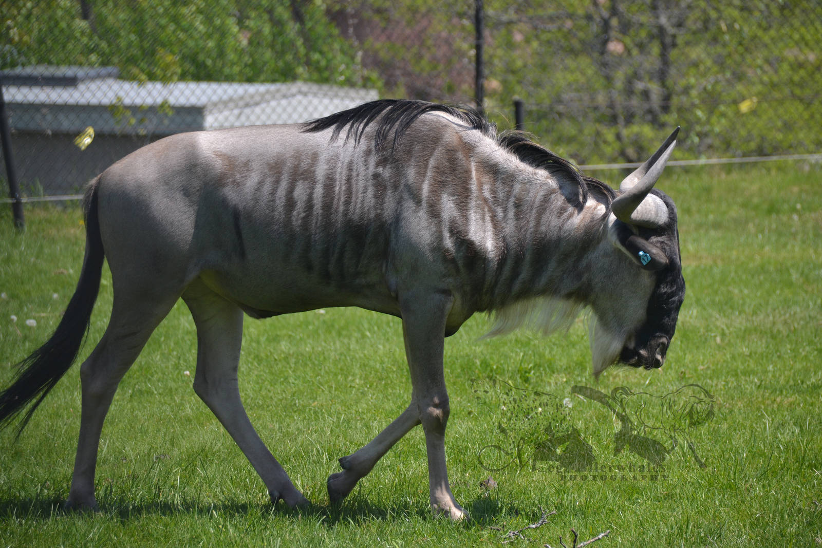 Blue wildebeest