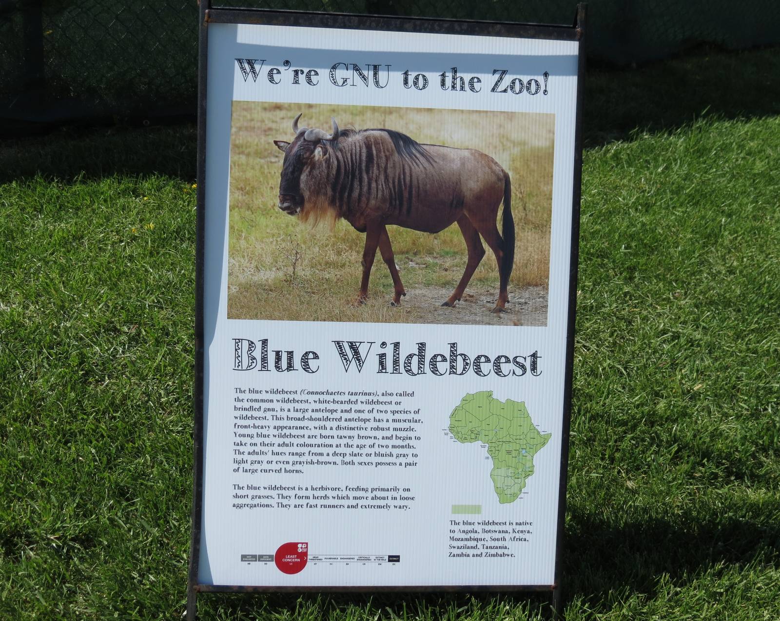 Blue Wildebeest