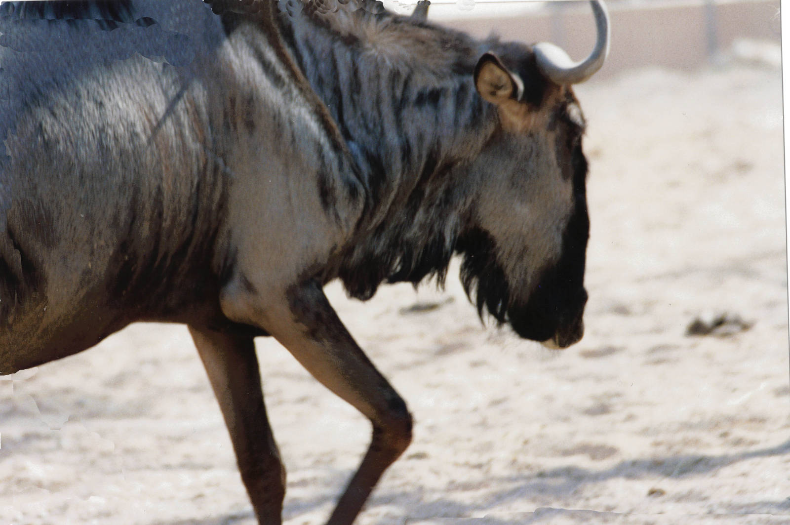 blue wildebeest