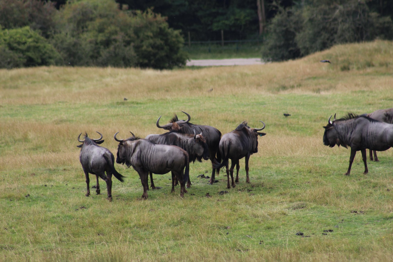 Blue Wildebeest