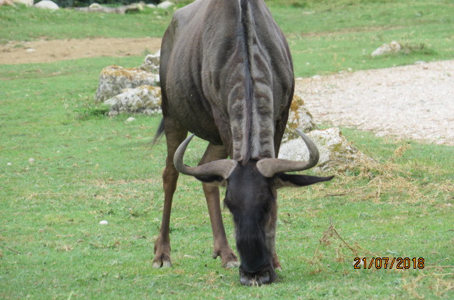 Blue Wildebeest