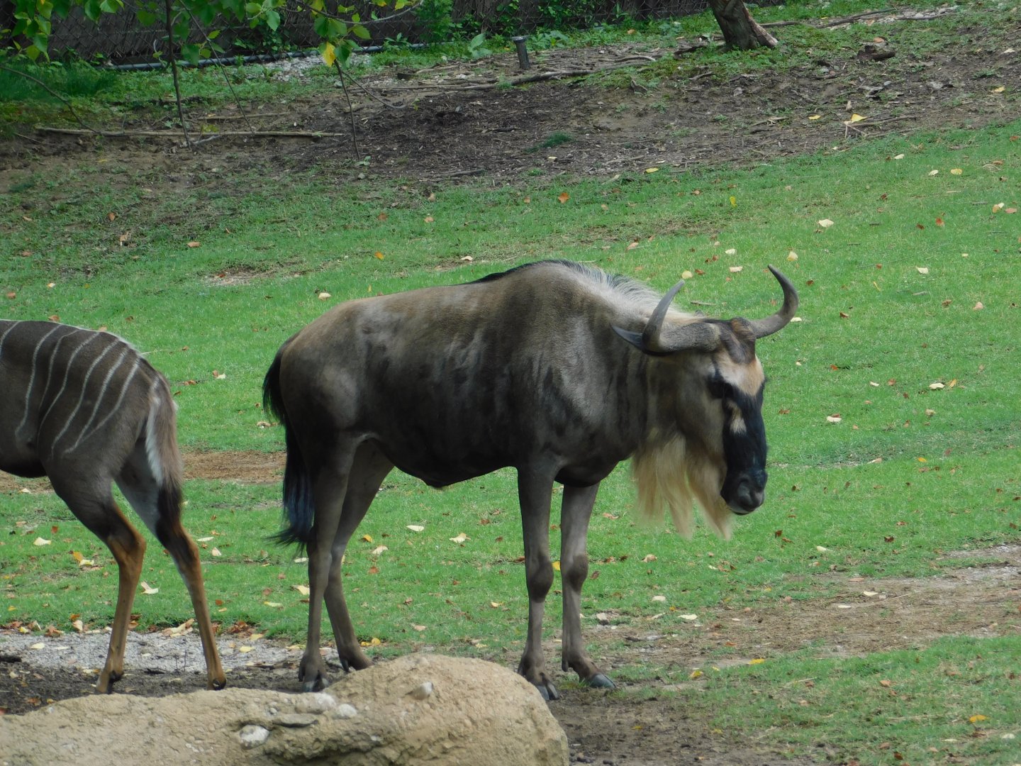 Blue Wildebeest
