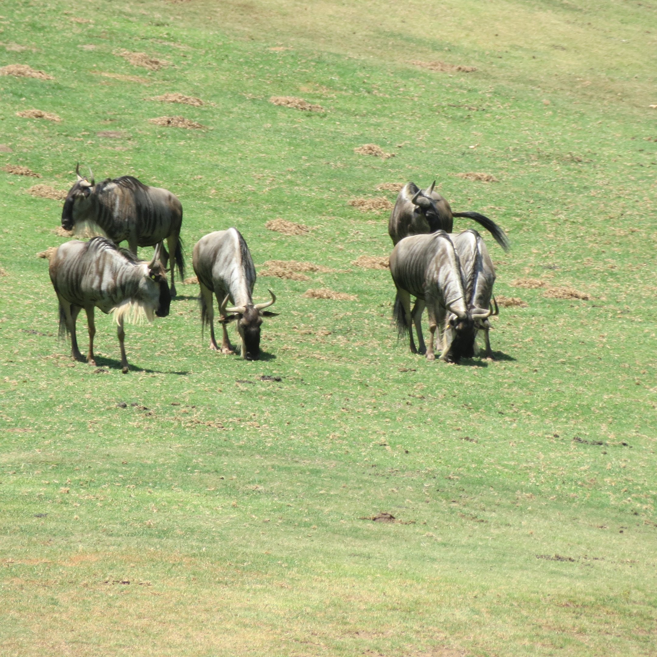Blue Wildebeest