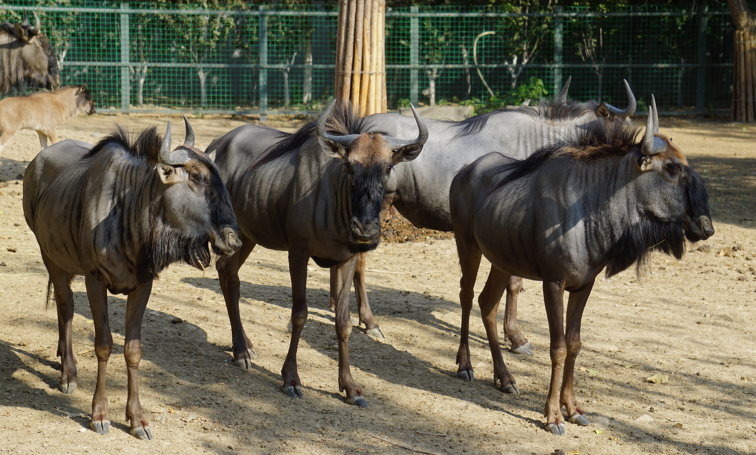 Blue wildebeest