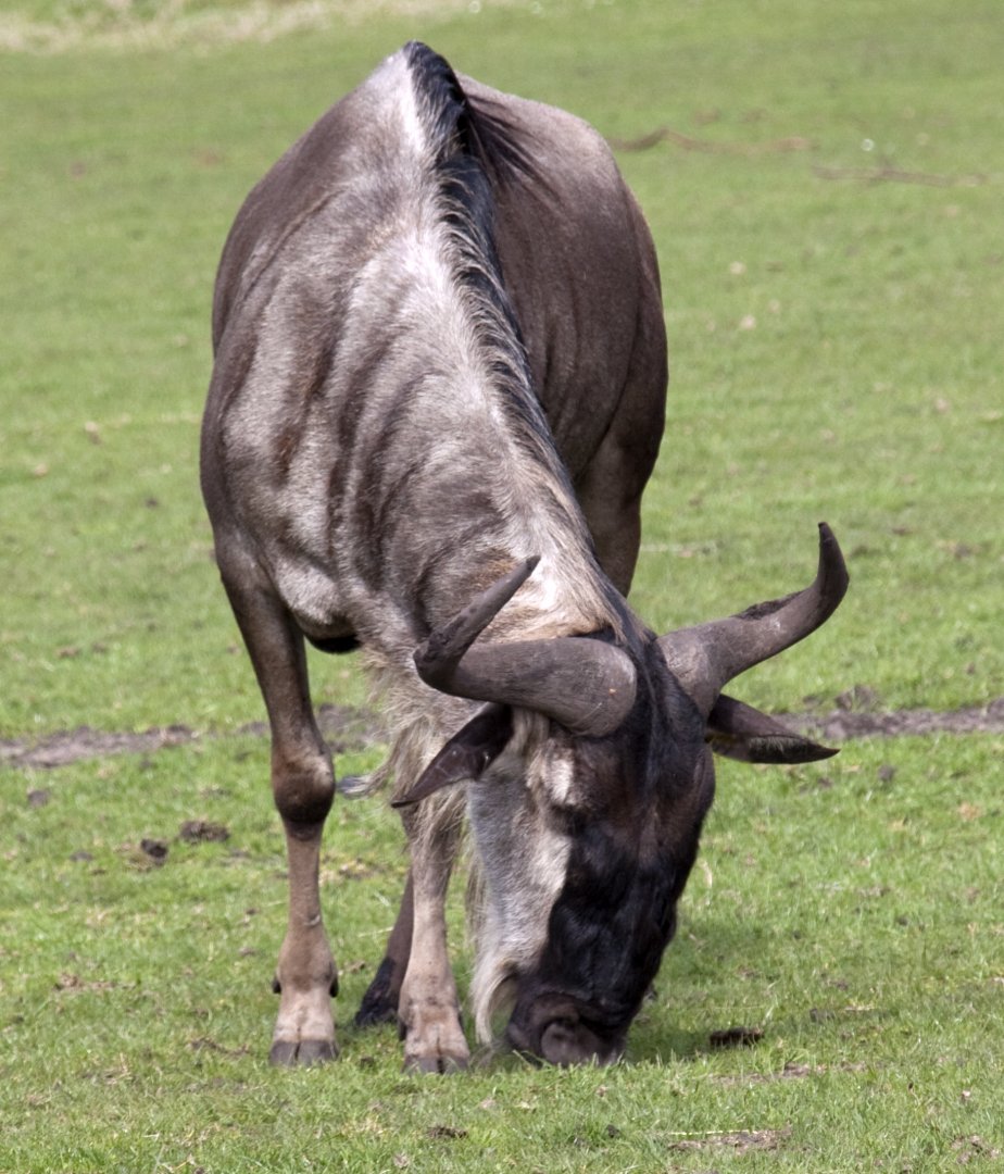 Blue Wildebeest