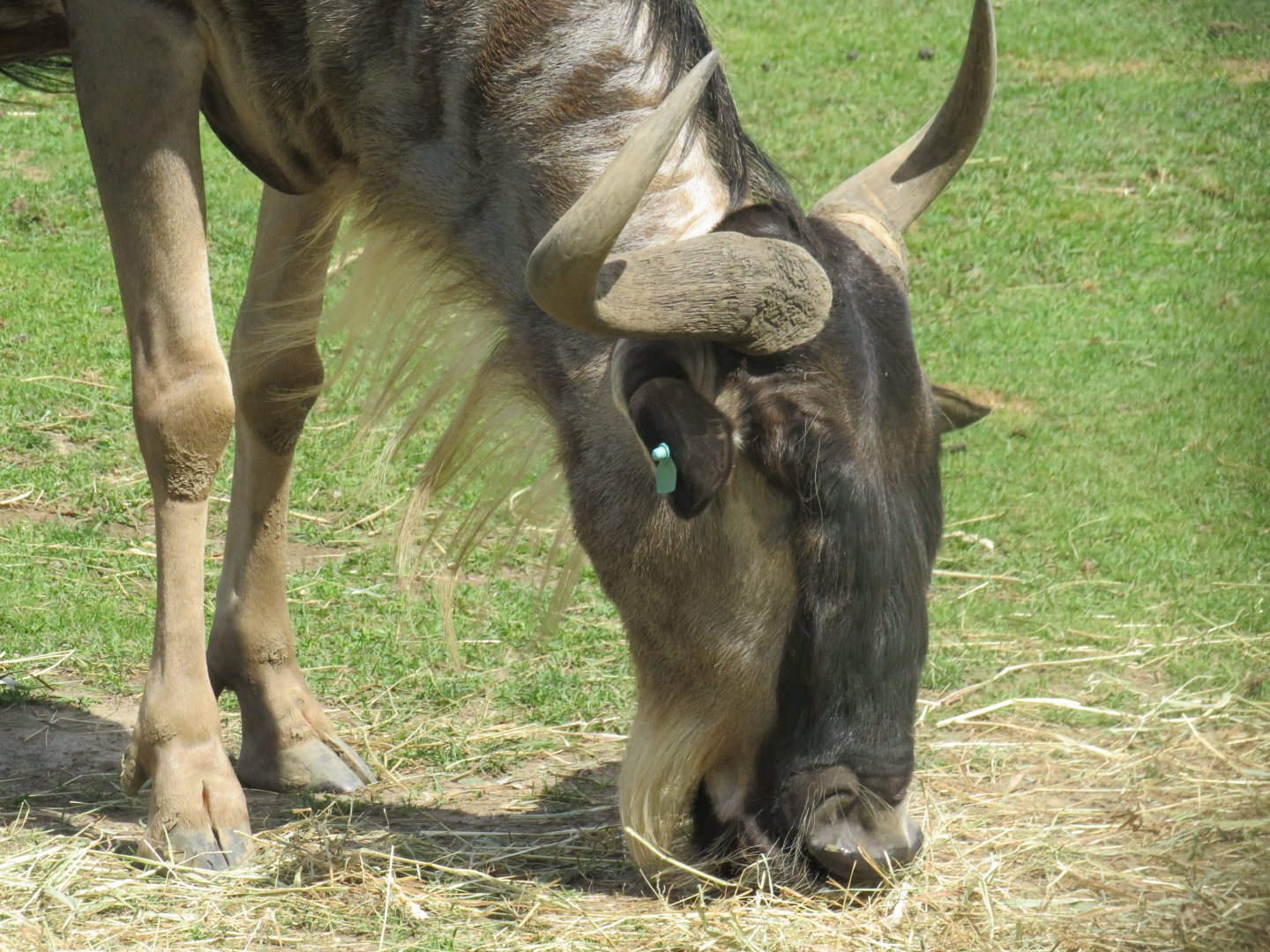 Blue wildebeest