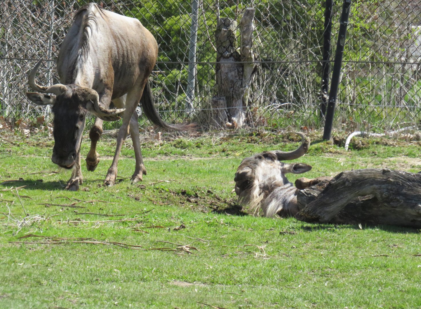 Blue wildebeest