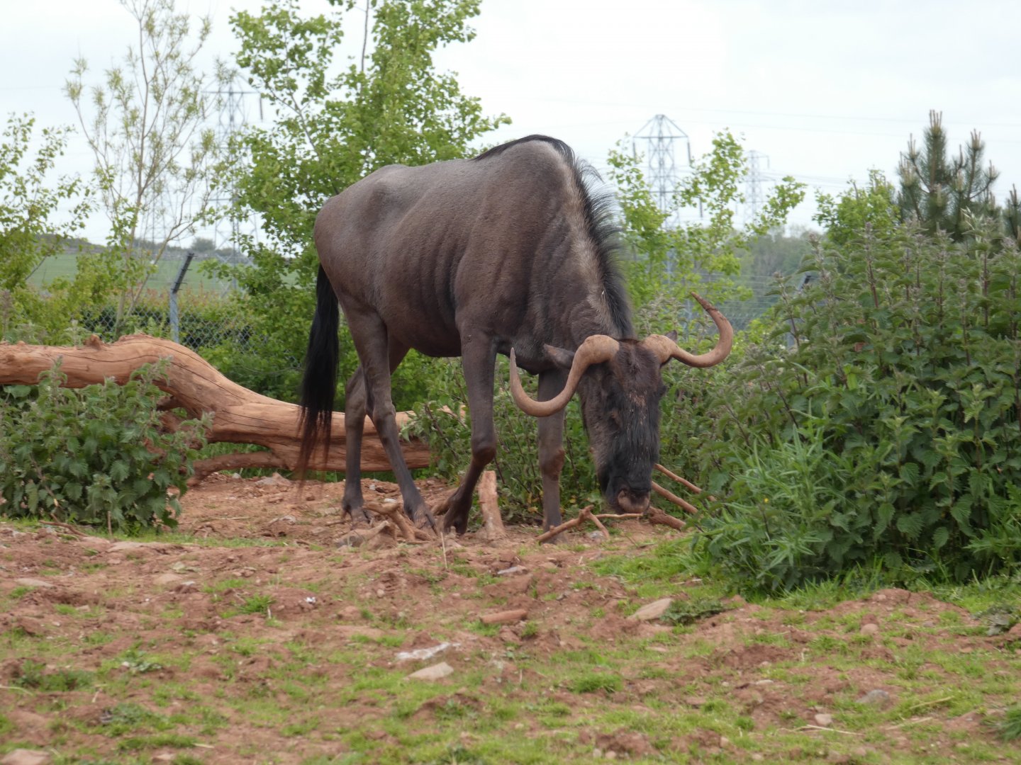 Blue wildebeest