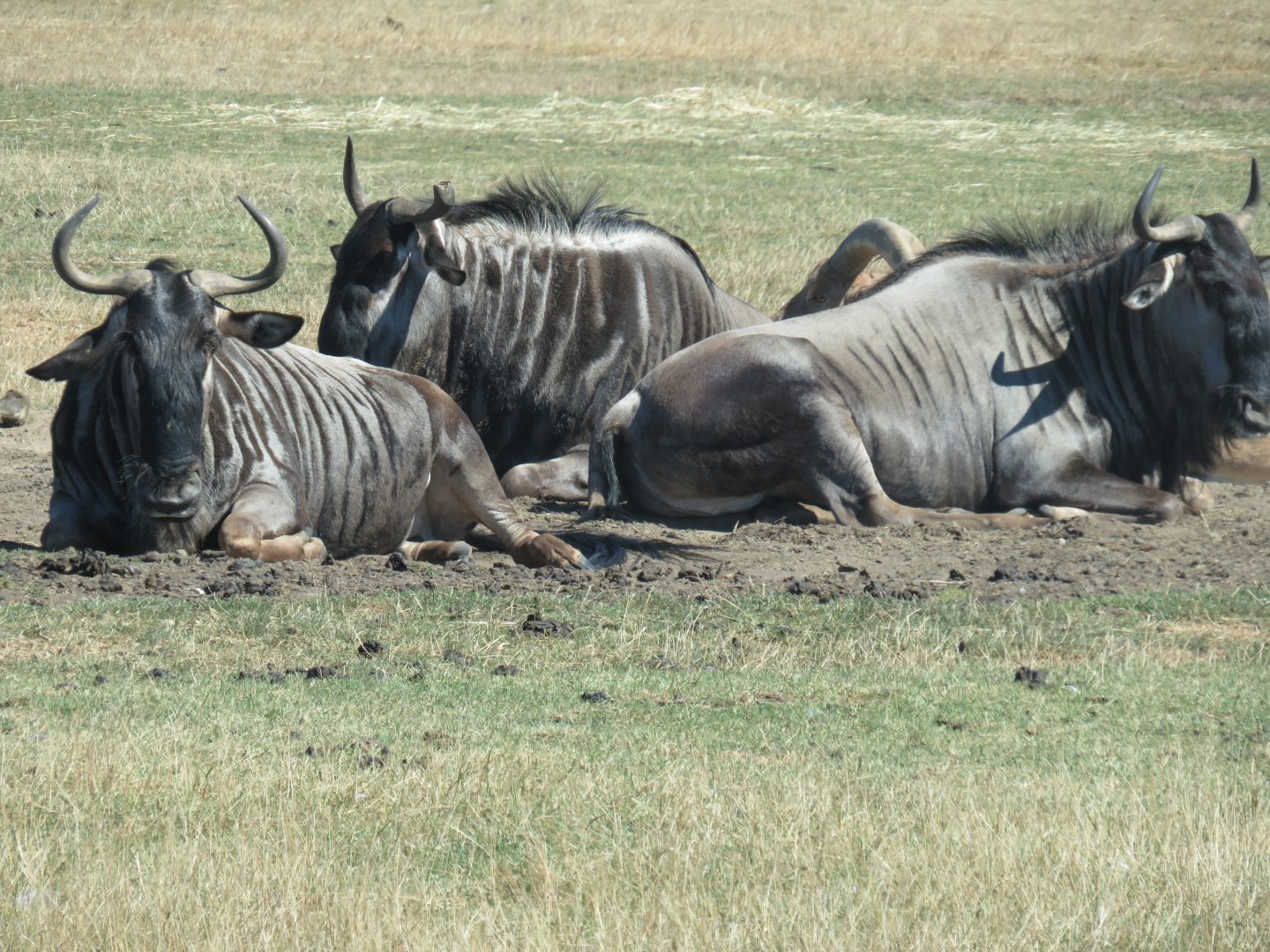 Blue wildebeest