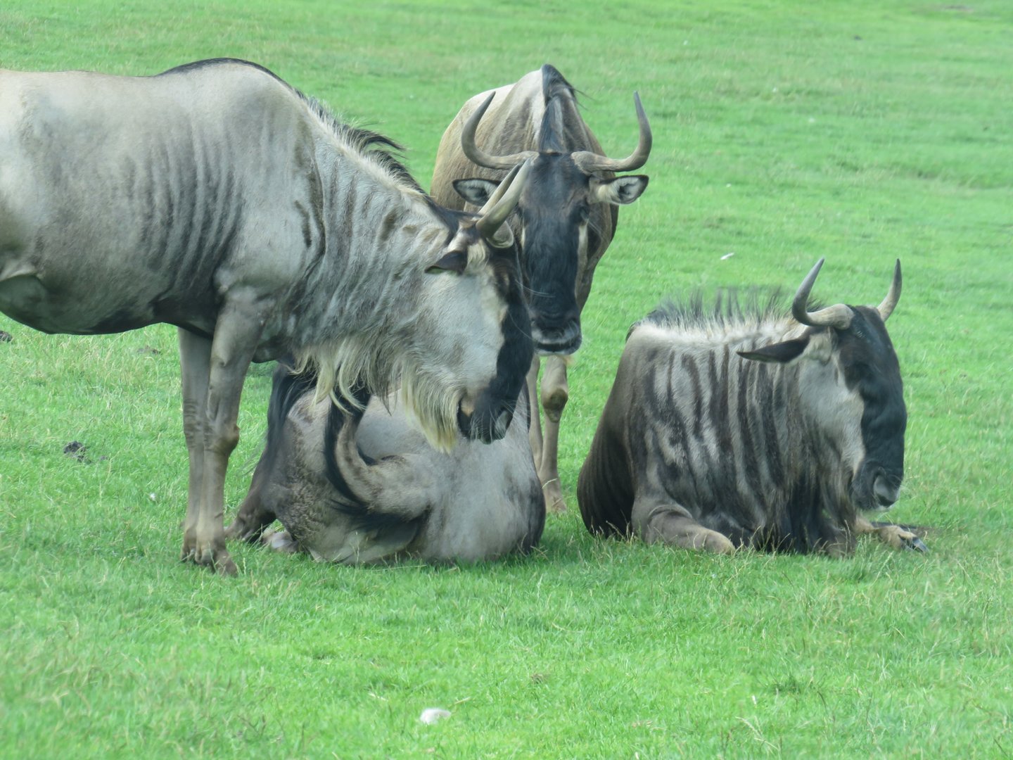 Blue wildebeest