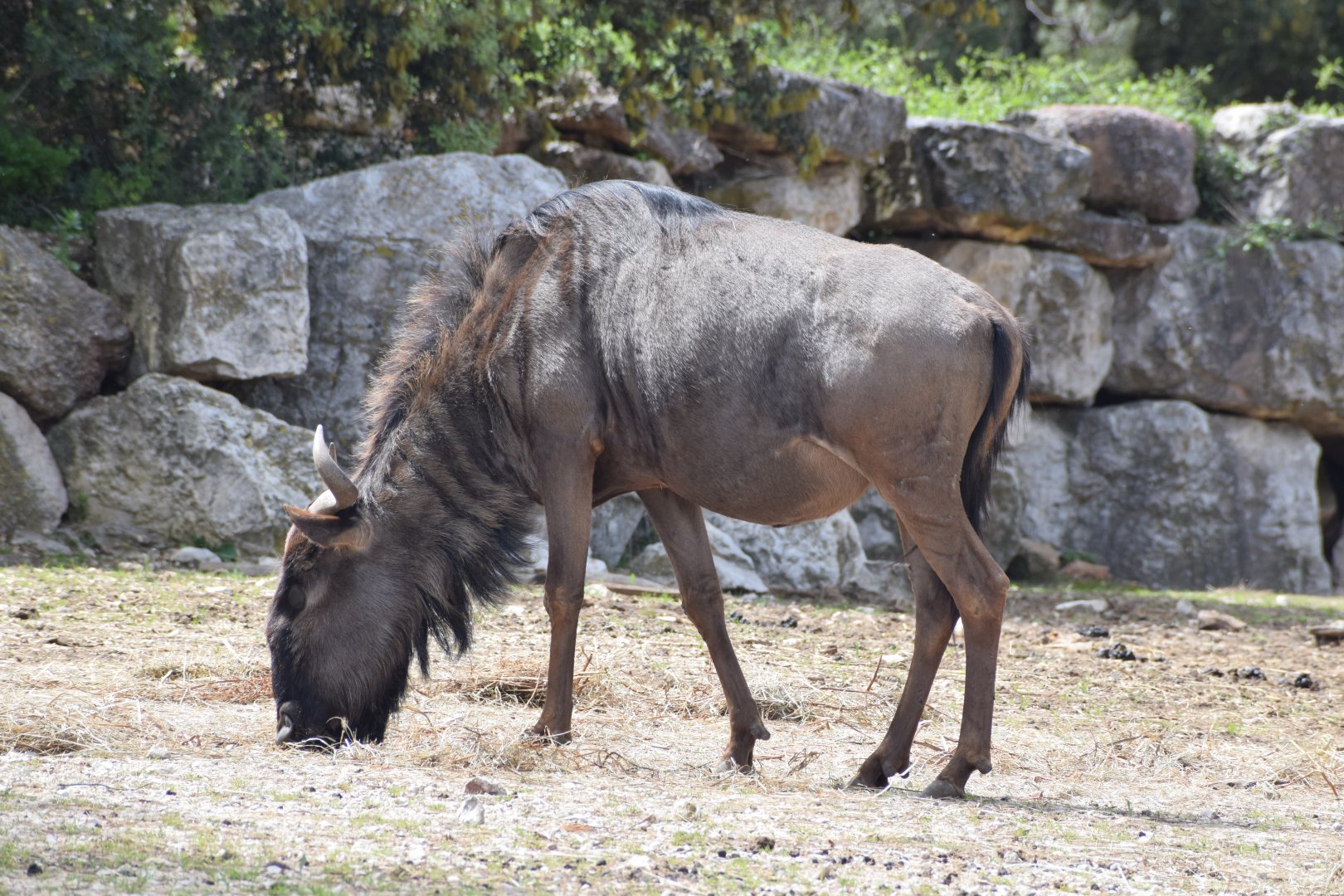Blue wildebeest
