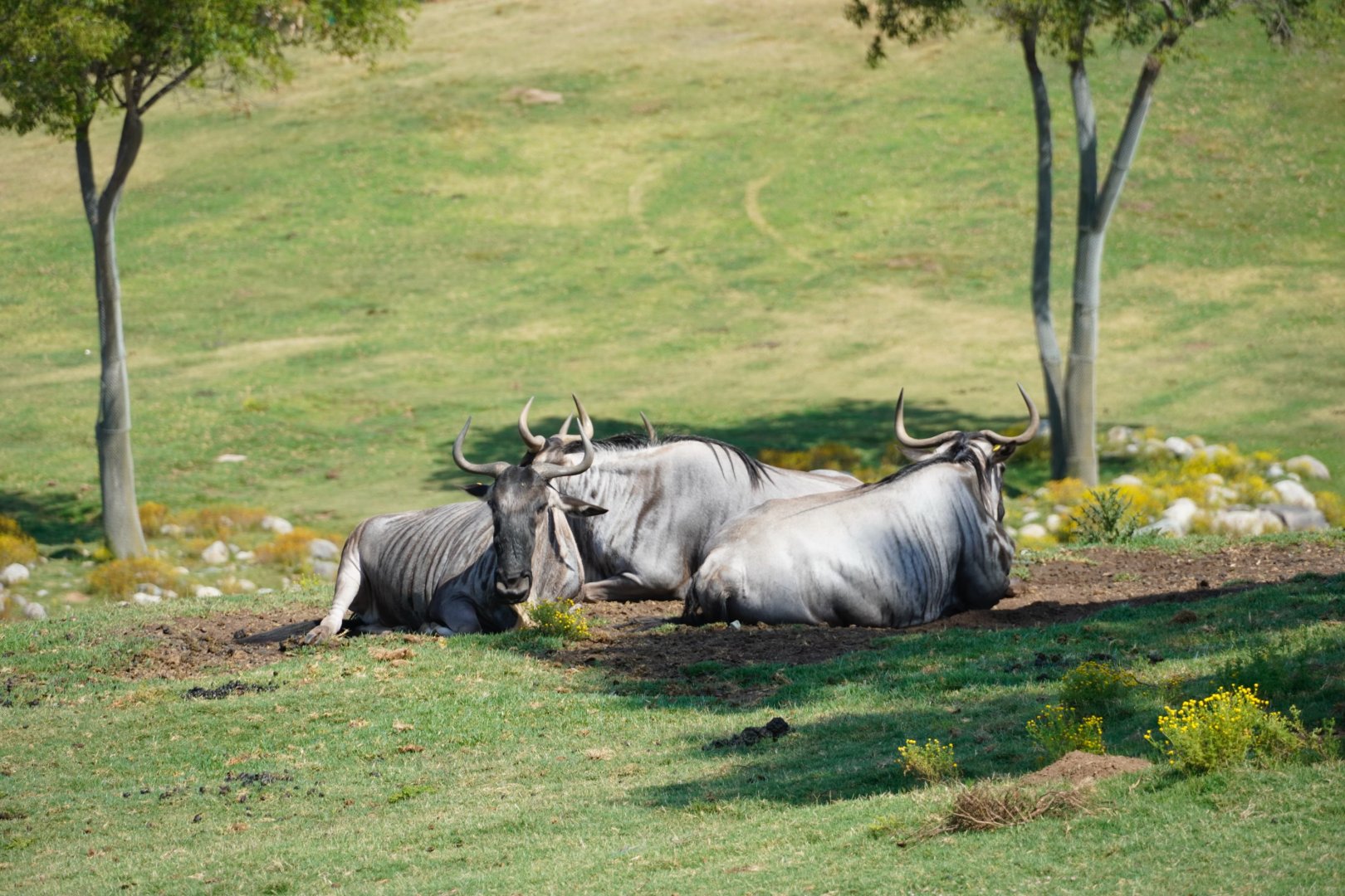Blue Wildebeest