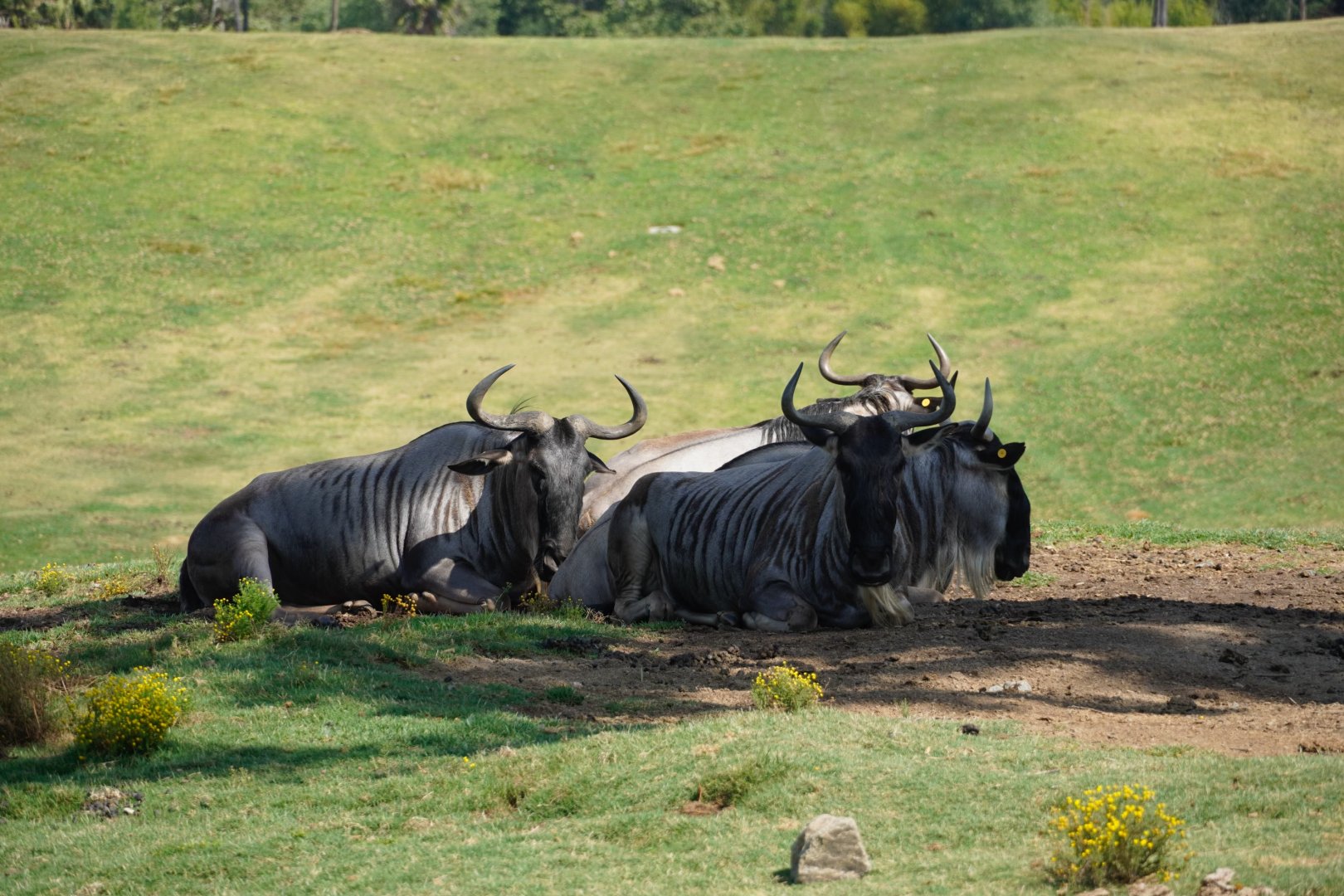 Blue Wildebeest