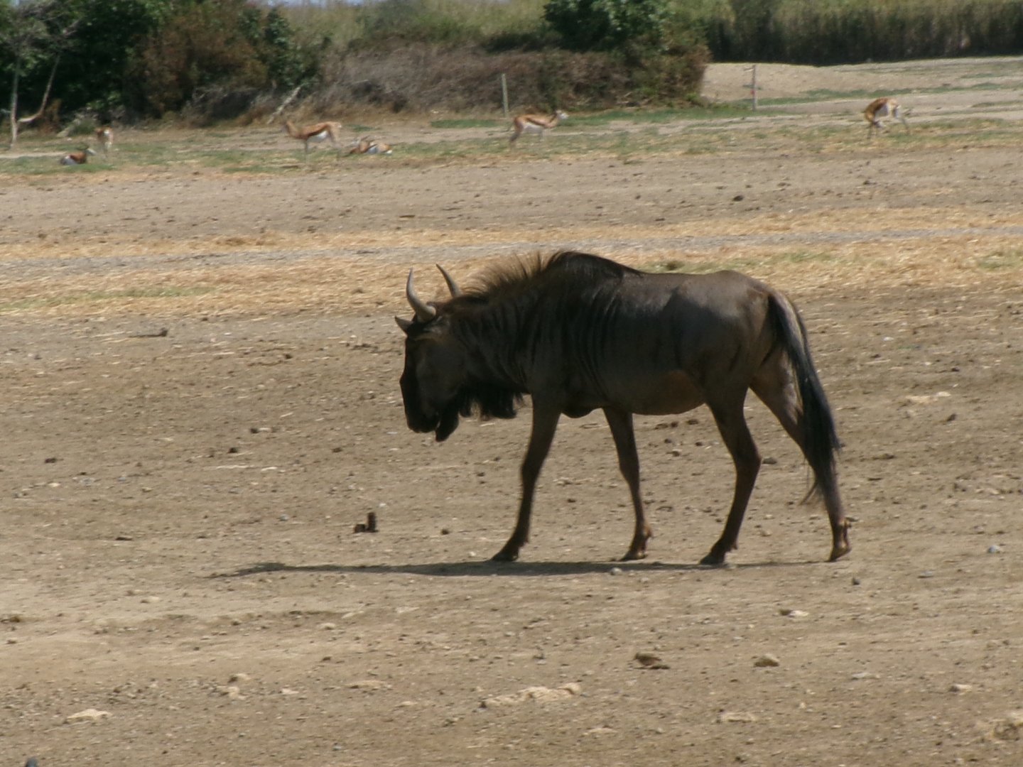 Blue wildebeest