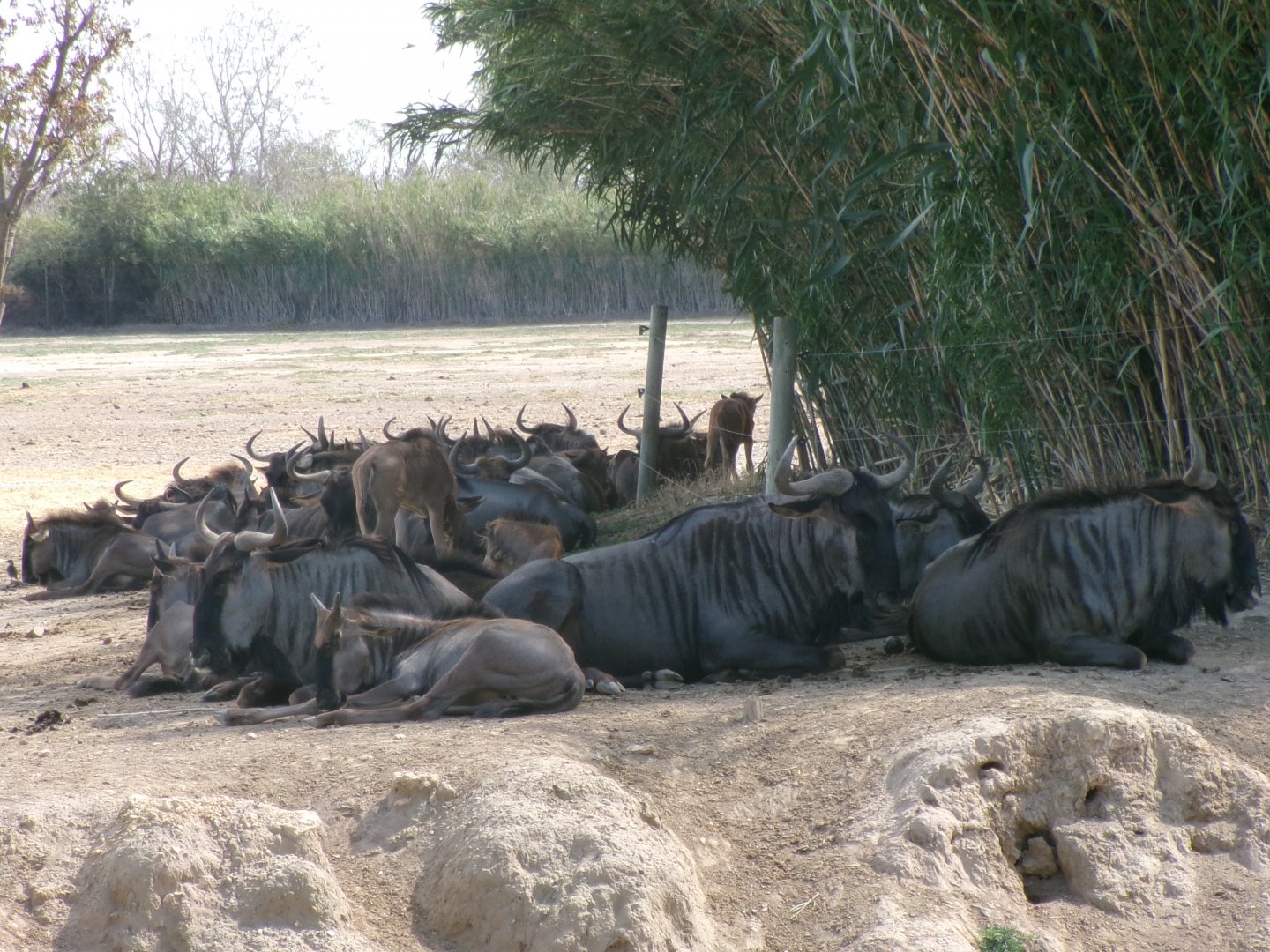 Blue wildebeest