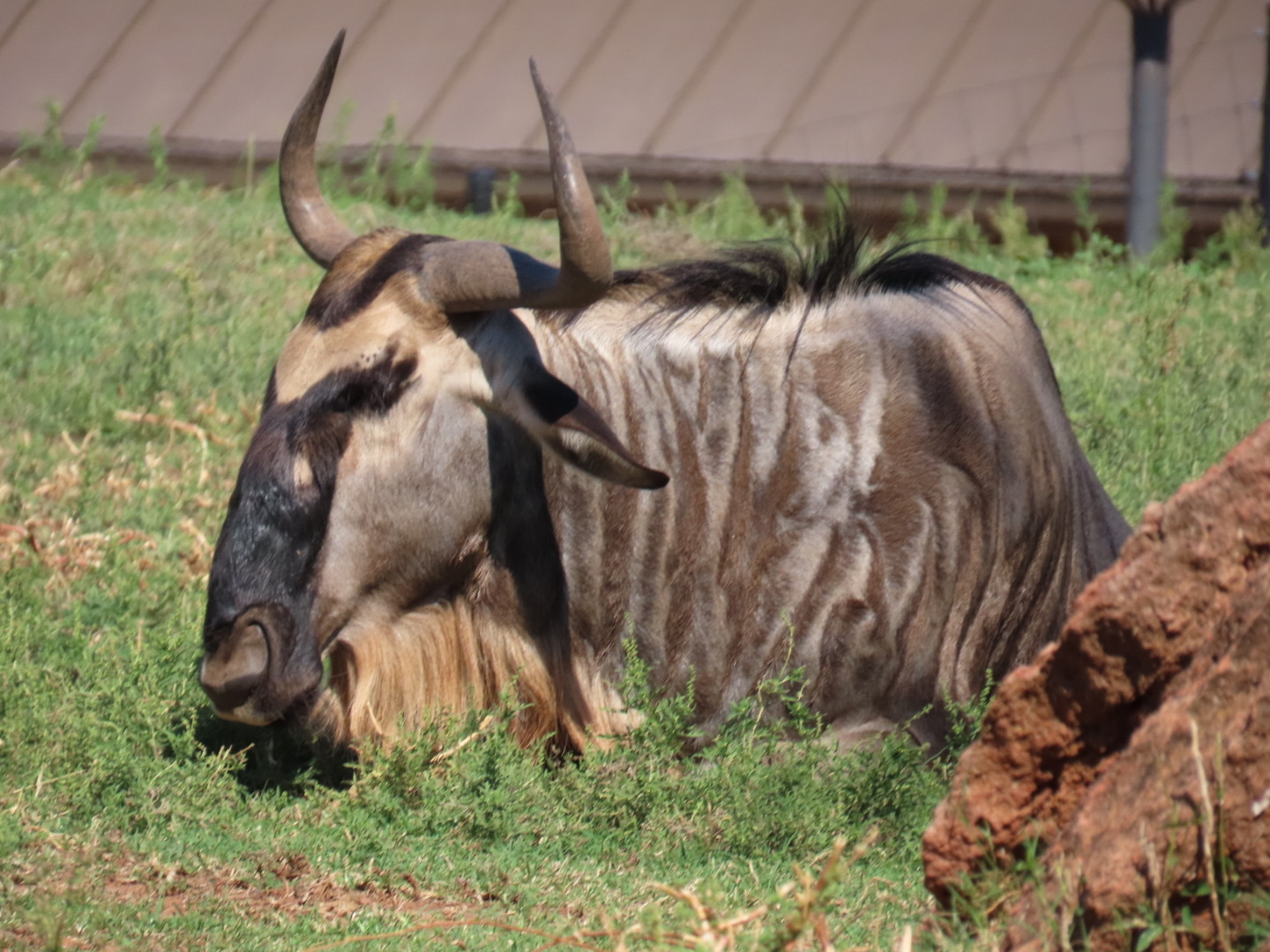 Blue Wildebeest