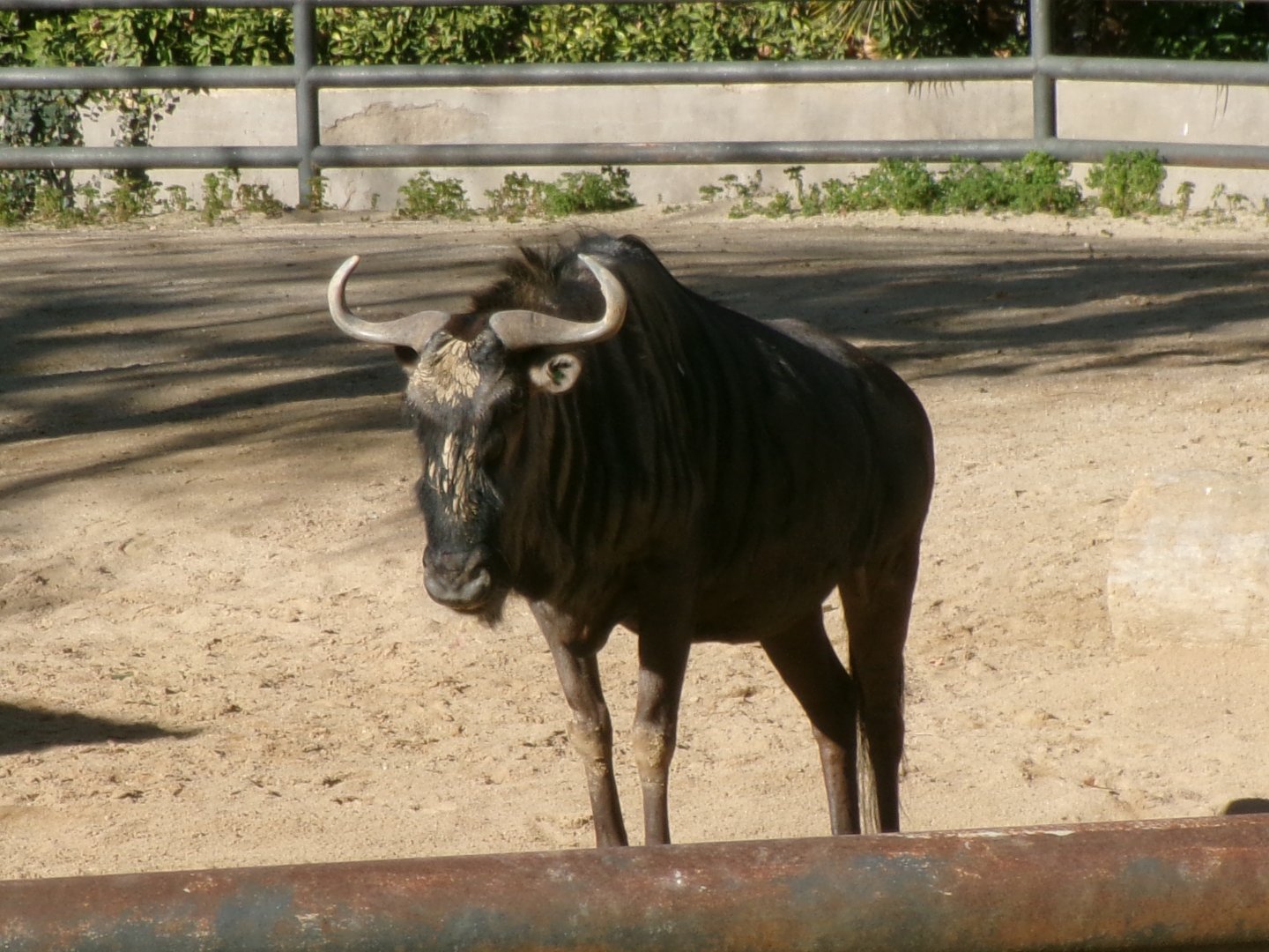Blue wildebeest