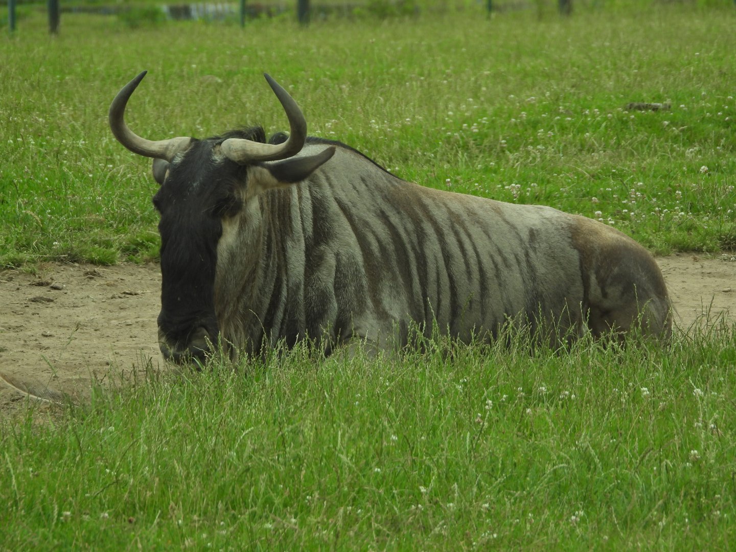Blue wildebeest