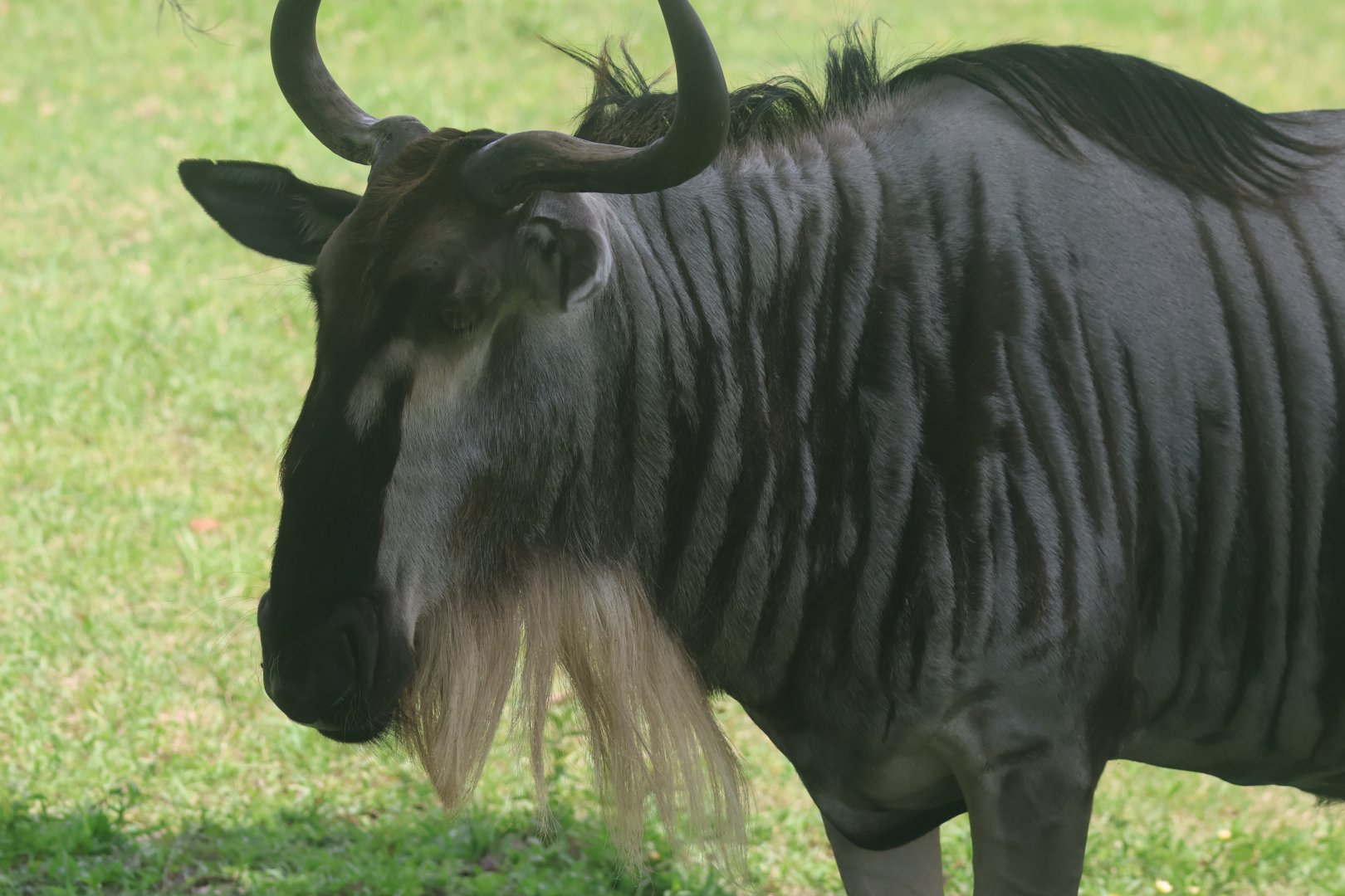 Blue wildebeest