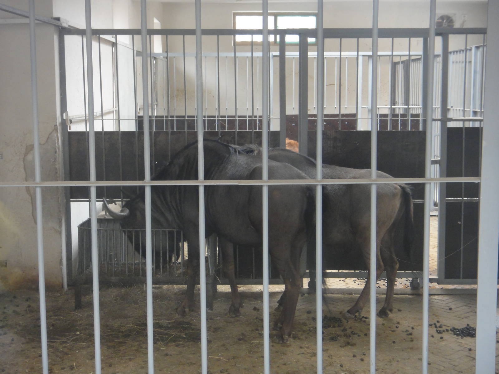 Blue wildebeests (Connochaetes taurinus)