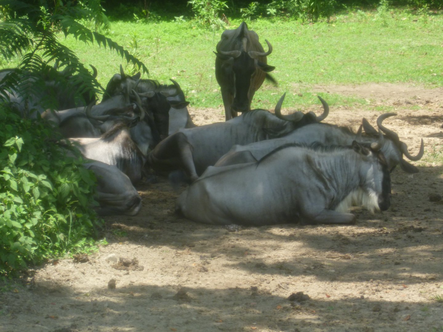 (blue?) Wildebeests July 2016