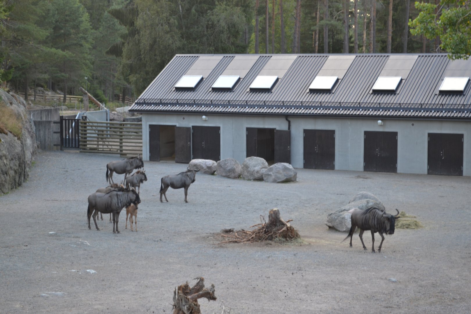 Blue wildebeests outside the svannah stable at Kolmården