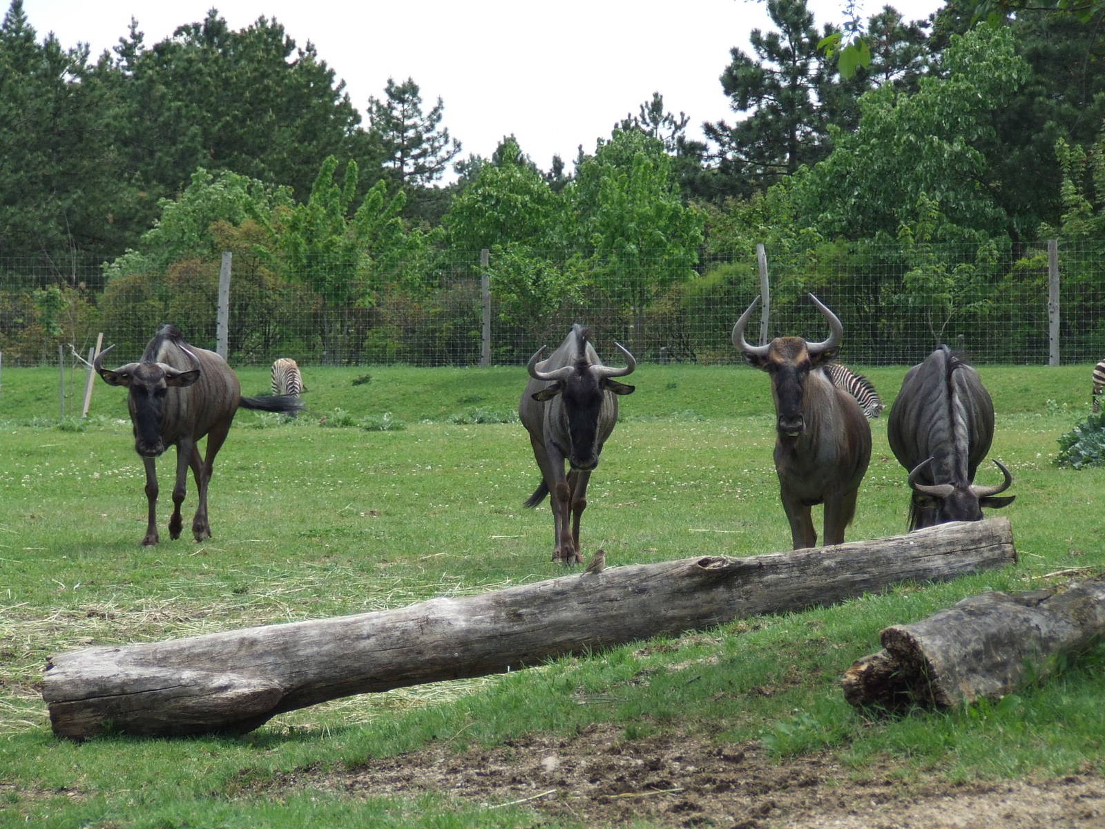 Blue wildebeests @ Veszprem Zoo, Hungary