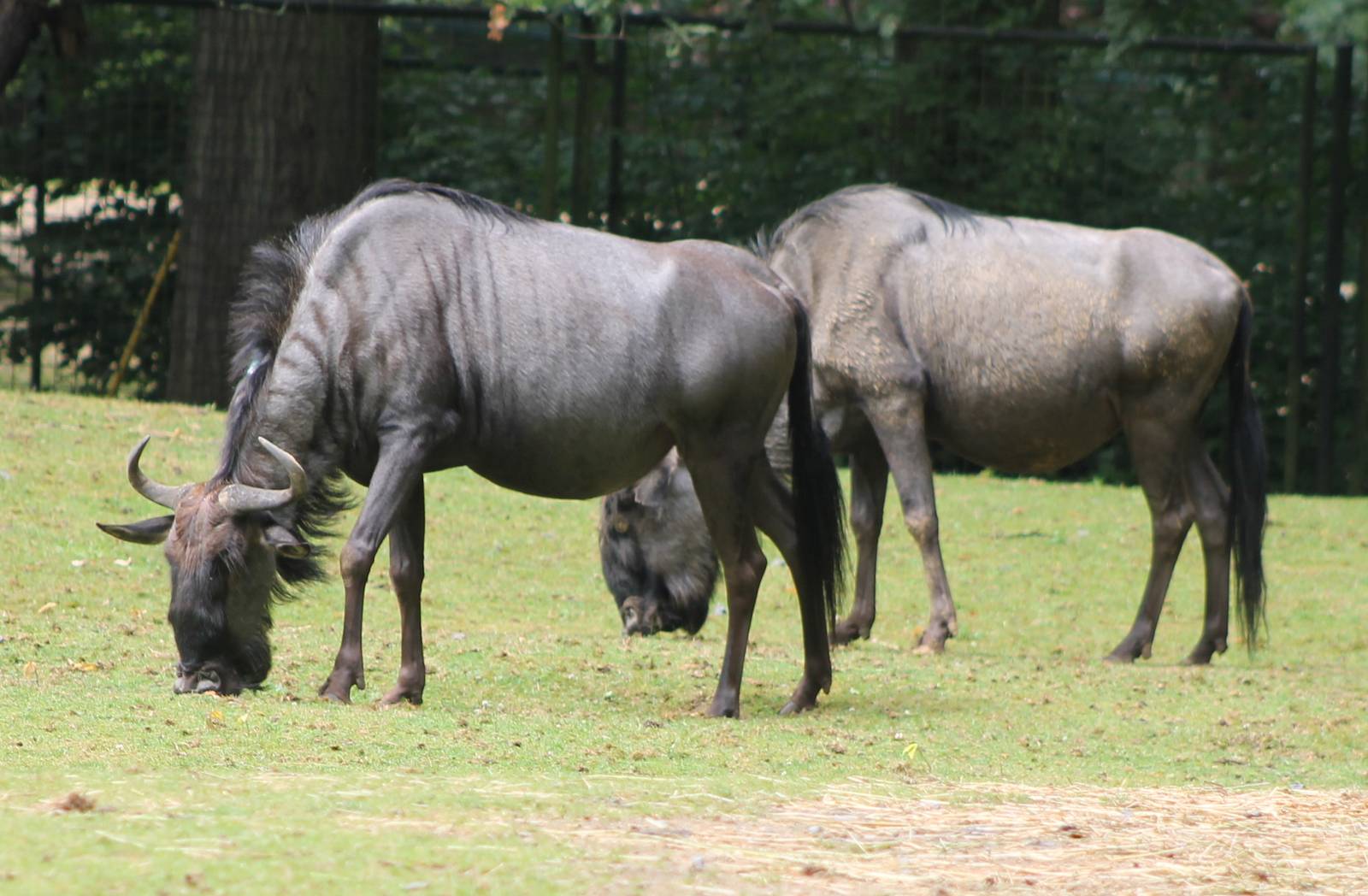 Blue wildebeests