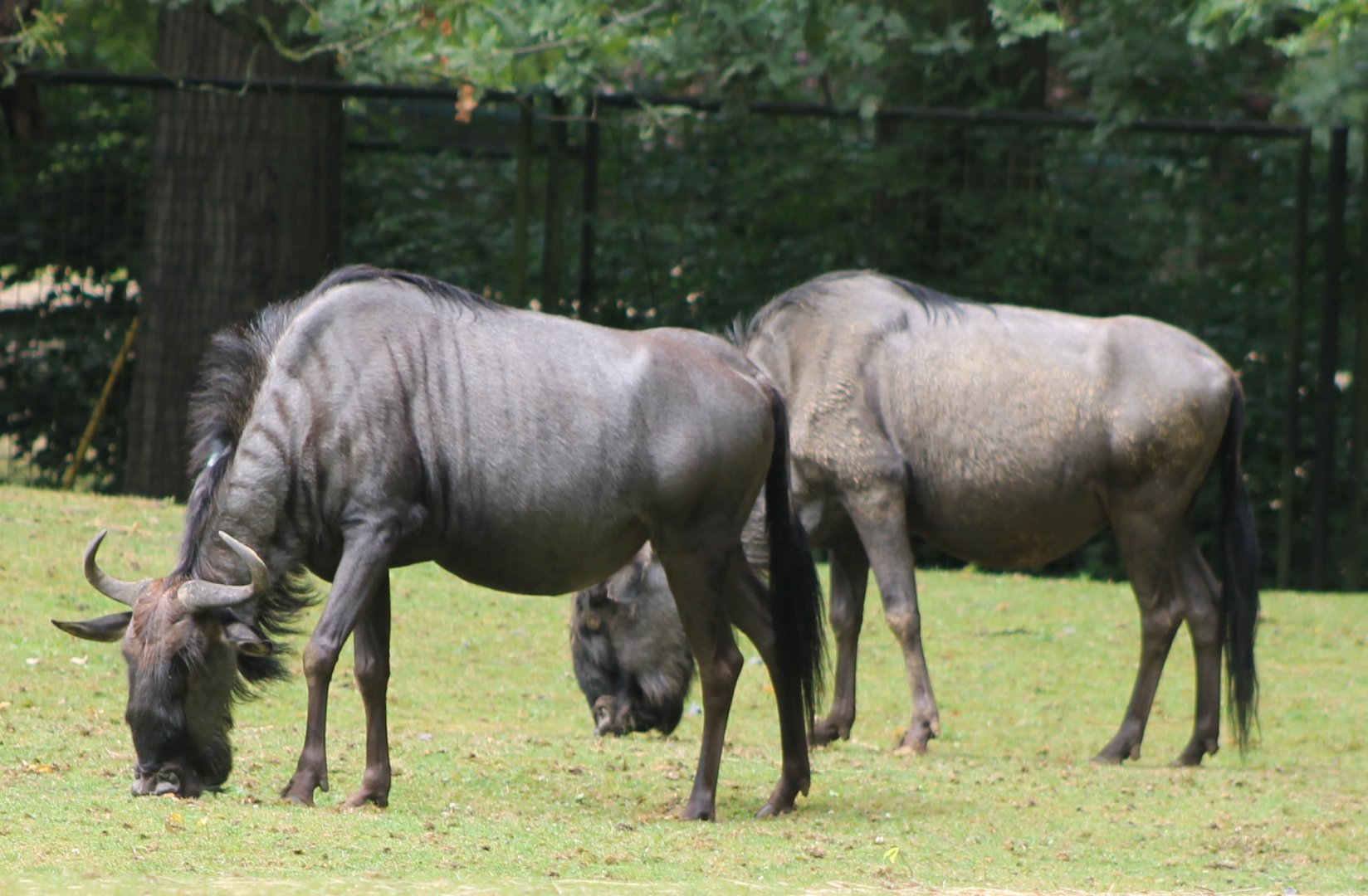 Blue wildebeests