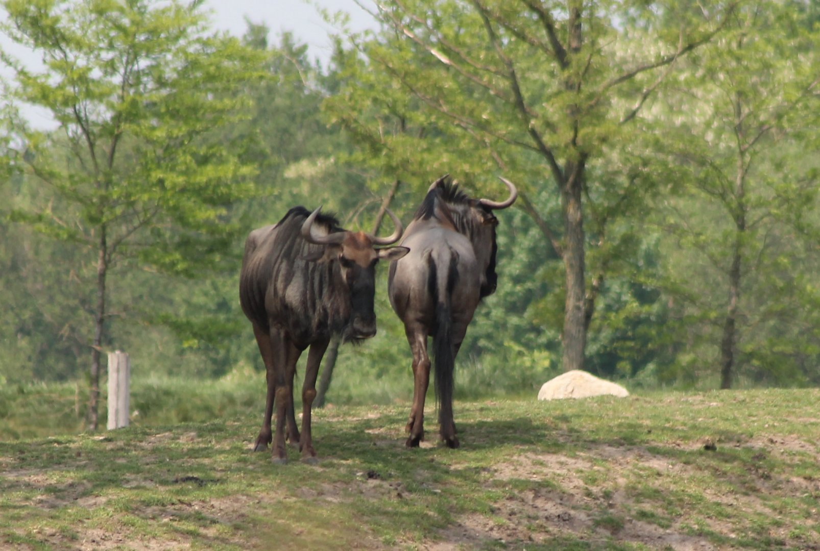 Blue wildebeests