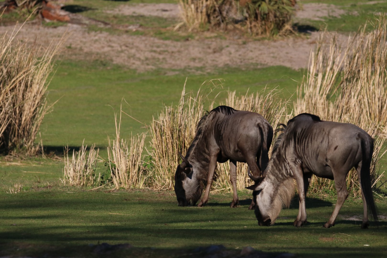 Blue wildebeests
