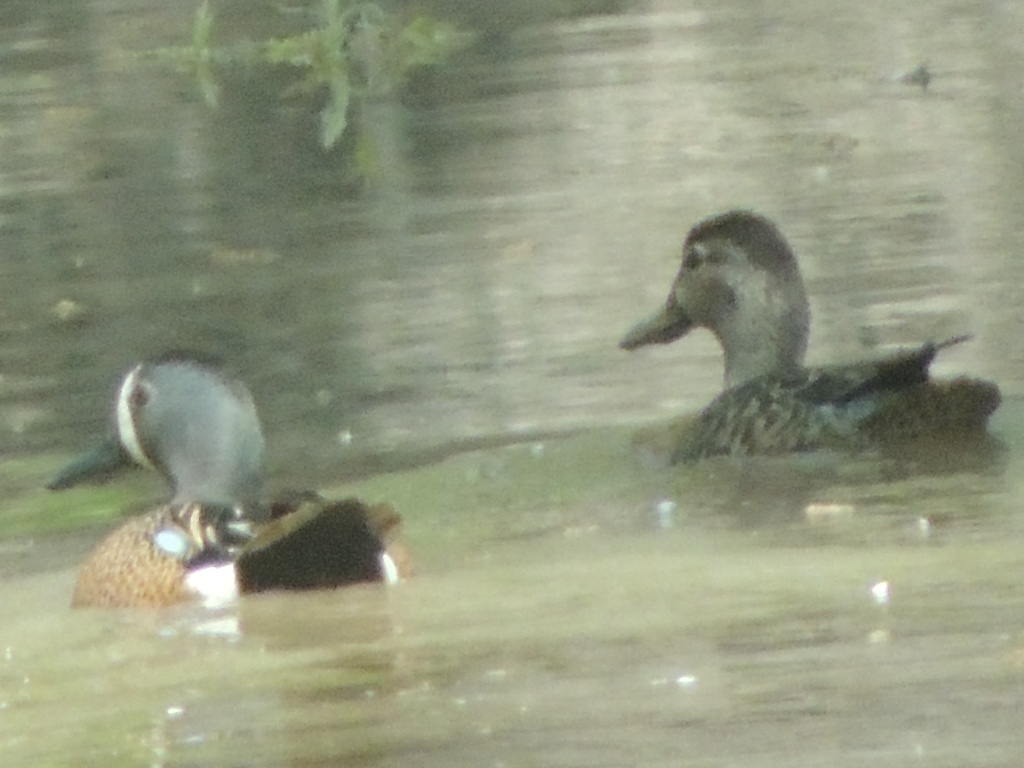 blue wing teal